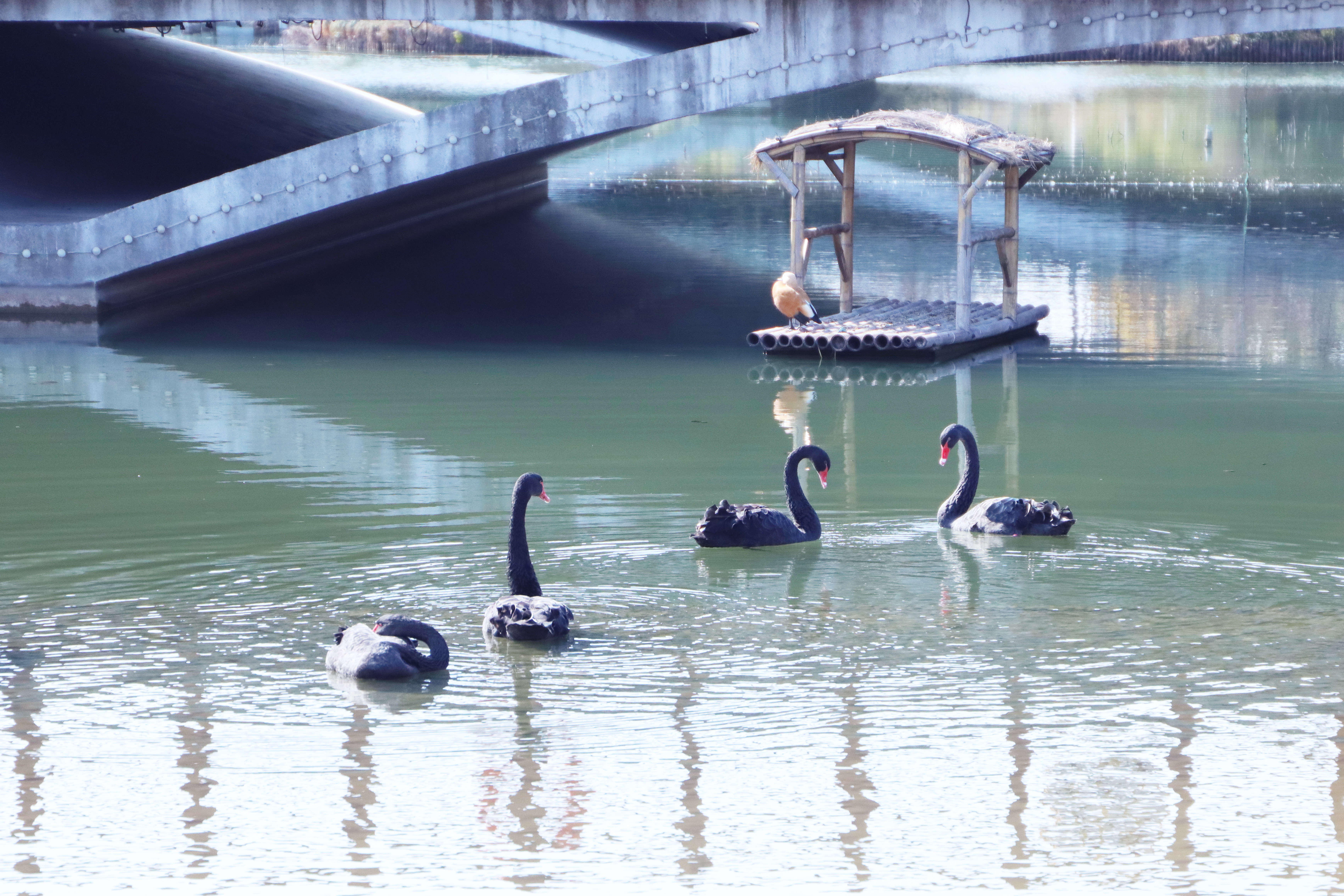 公司护理公司吴静教授夫妇荣获“上海市教育系统第十五届比翼双飞模范佳侣”称号